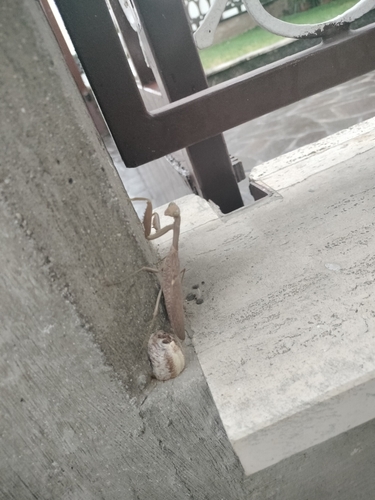 Transcaucasian Giant Mantis
