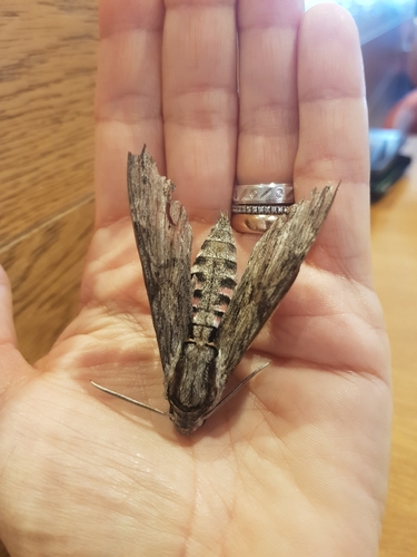 Convolvulus Hawkmoth