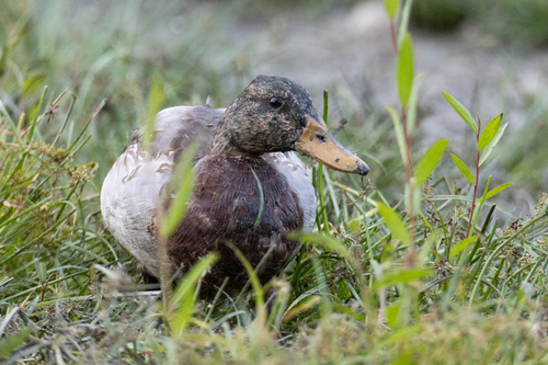 Mallard