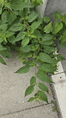 great stinging nettle