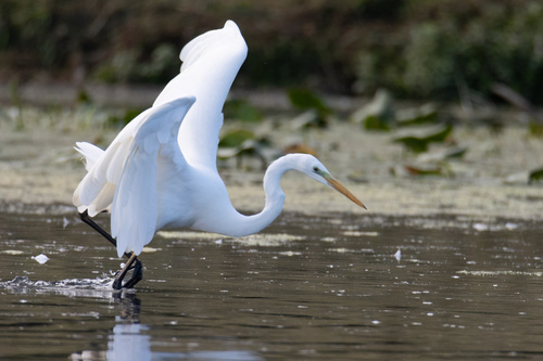 Great Egret