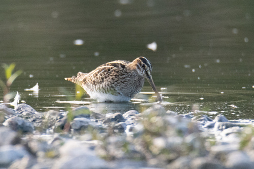 Common Snipe