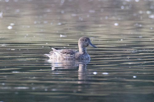 Green-winged Teal