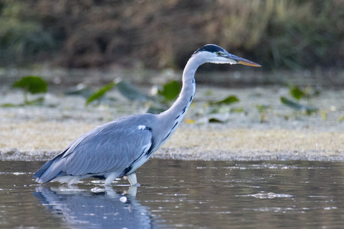 Grey Heron