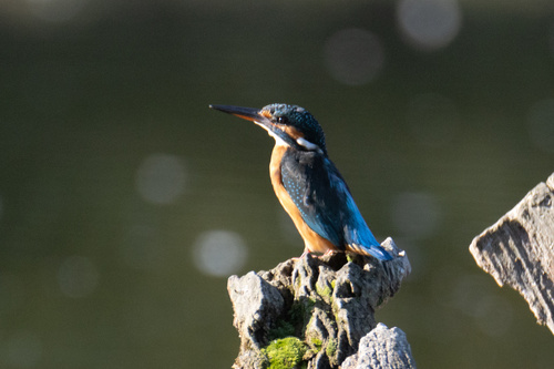Common Kingfisher