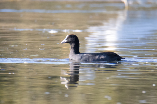 Eurasian Coot