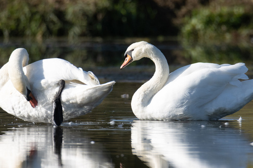 Mute Swan