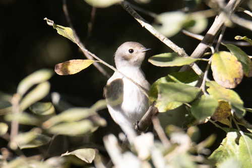 European Pied Flycatcher