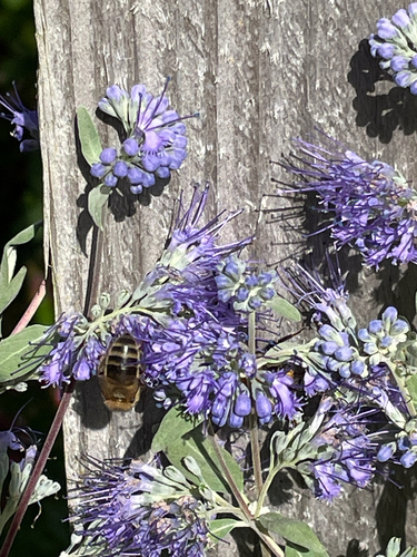 Western Honey Bee