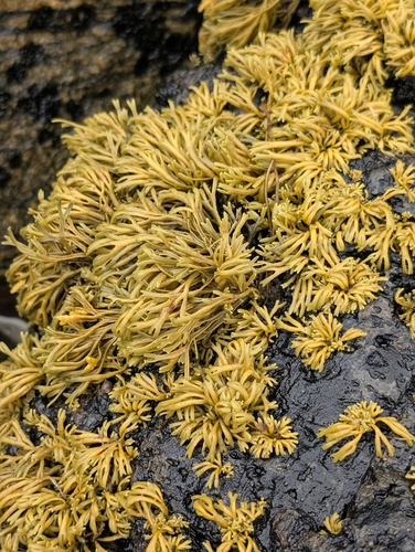 Channelled Wrack