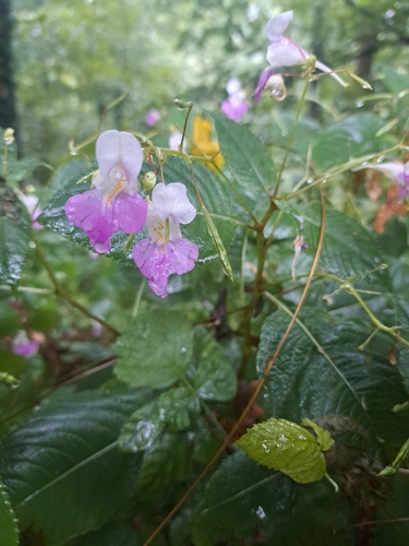 Kashmir Balsam