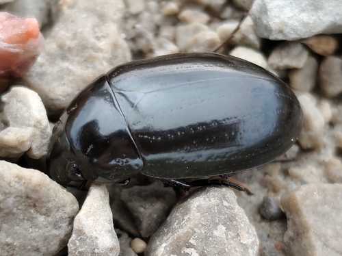 Lesser Silver Water Beetle