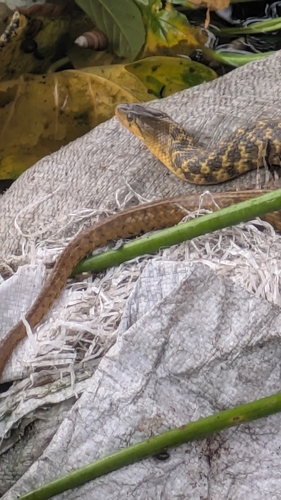Chequered Keelback
