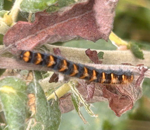 Oak Eggar