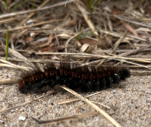 Fox Moth
