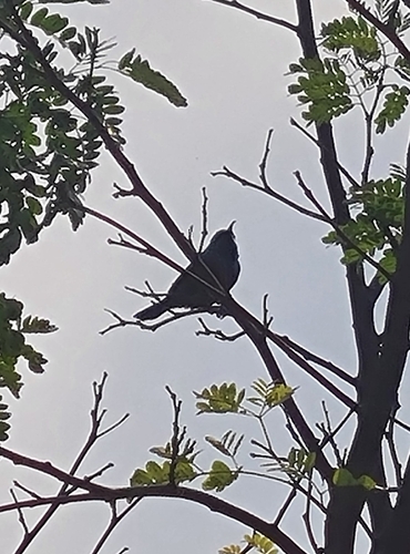 Marico Sunbird