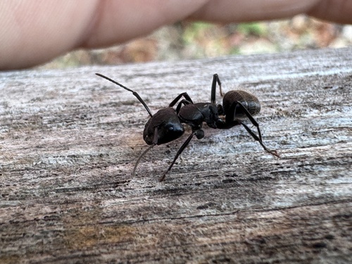 Hairy Carpenter Ant