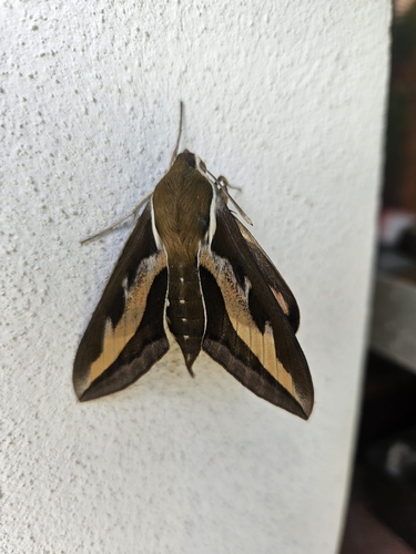 Bedstraw Hawkmoth