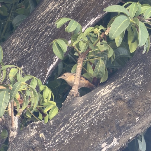 Southern House Wren
