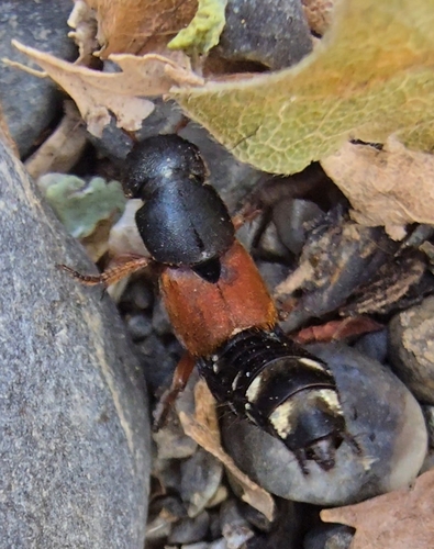 Platydracus stercorarius
