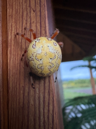 Marbled Orbweaver