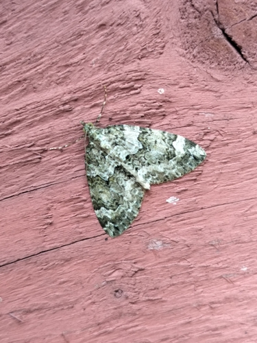 Autumn Green Carpet
