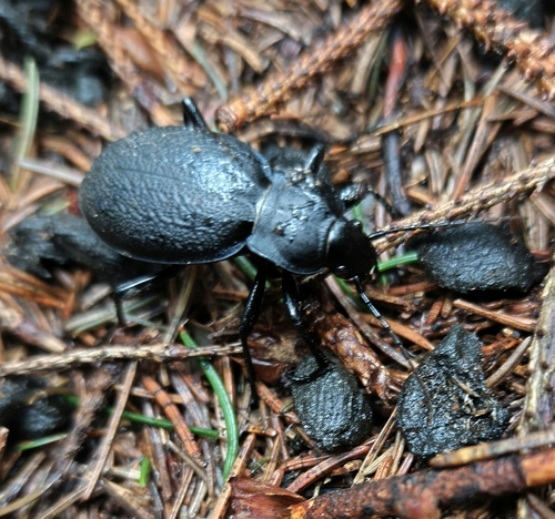 Leather Beetle