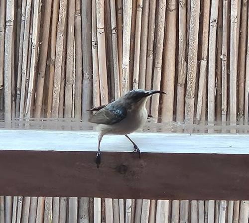 Mouse-colored Sunbird