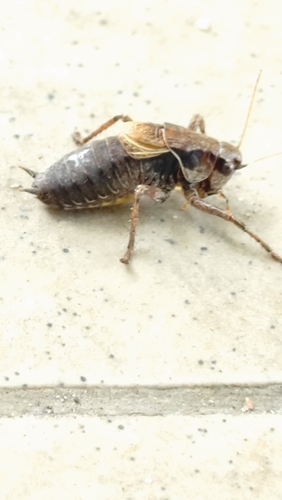 Dark Bush-cricket