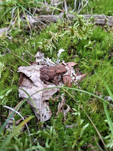 European Toad