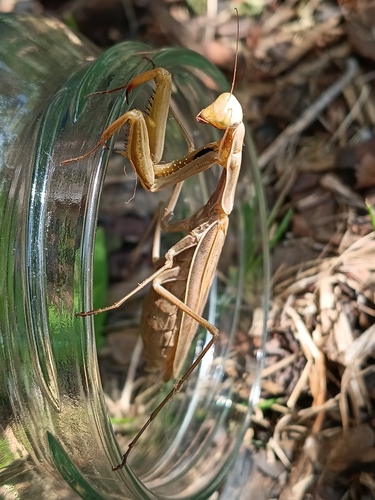European Mantis