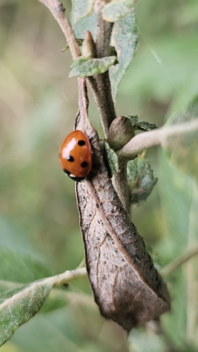 Seven-spotted Lady Beetle
