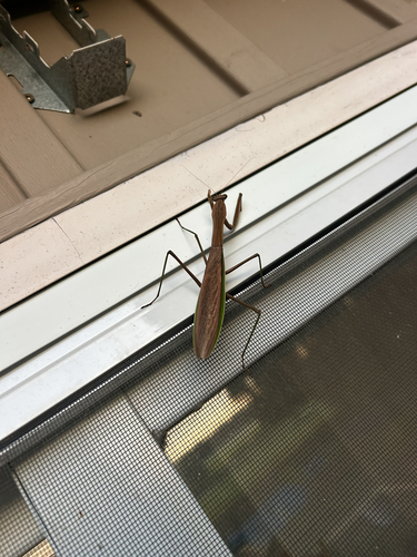 Chinese Mantis