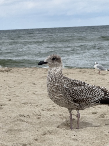 European Herring Gull