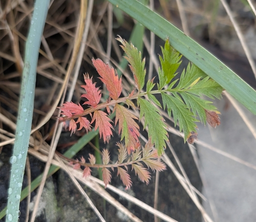 common silverweed
