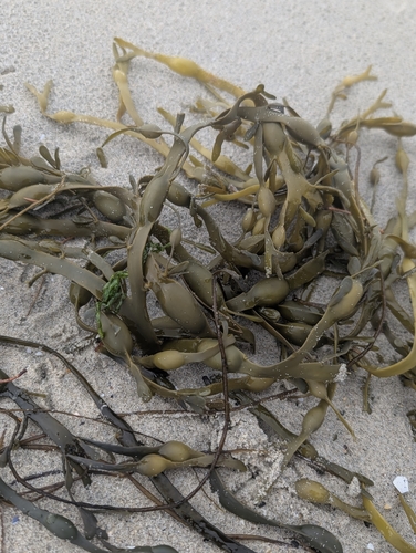 Knotted Wrack