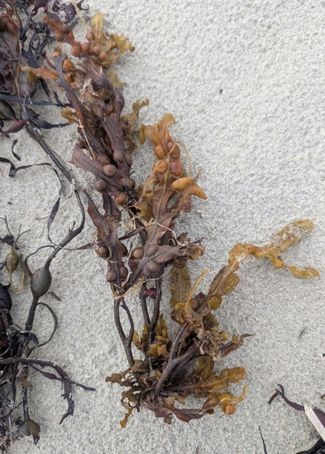 bladder wrack