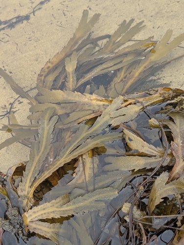 Saw Wrack