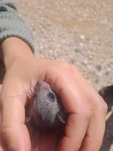 European Fat Dormouse