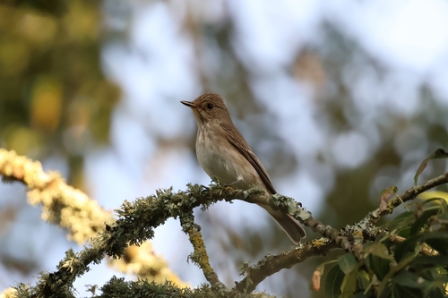 Spotted Flycatcher