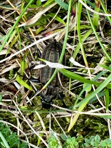 Golden-dimpled Ground Beetle