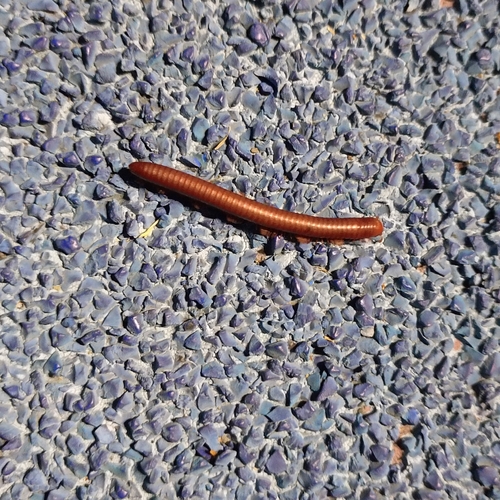 Rusty Millipede