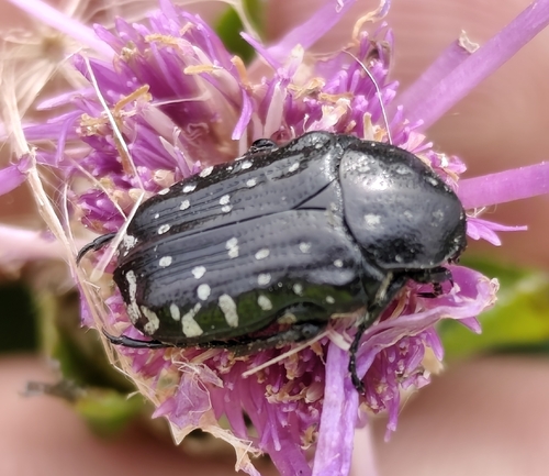 Mediterranean Spotted Chafer