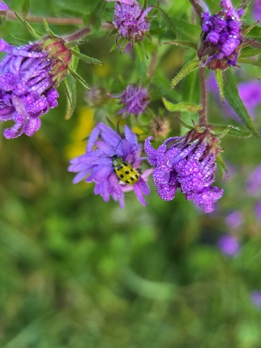 Spotted Cucumber Beetle