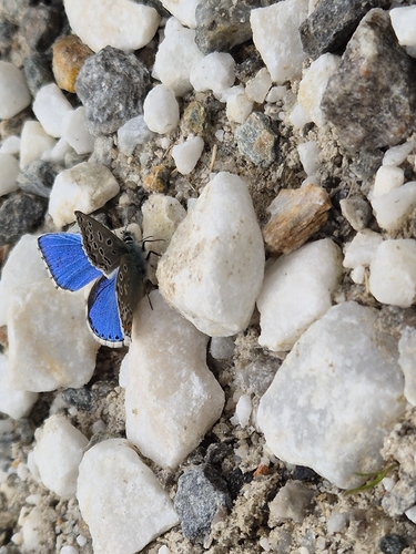 Adonis Blue