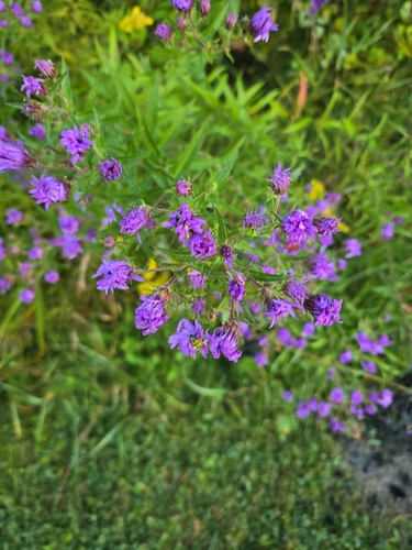 New England aster