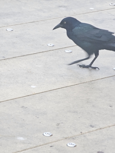 Boat-tailed Grackle