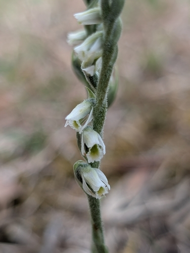 Autumn Ladies' Tresses