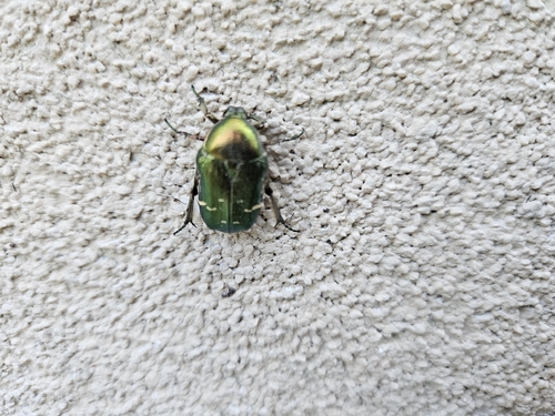 European Rose Chafer