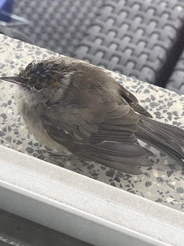 Eurasian Blackcap